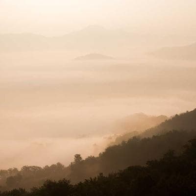 Allbirds Wool Runners (Unisex)